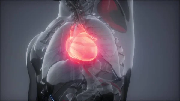 science anatomy scan of human heart glowing