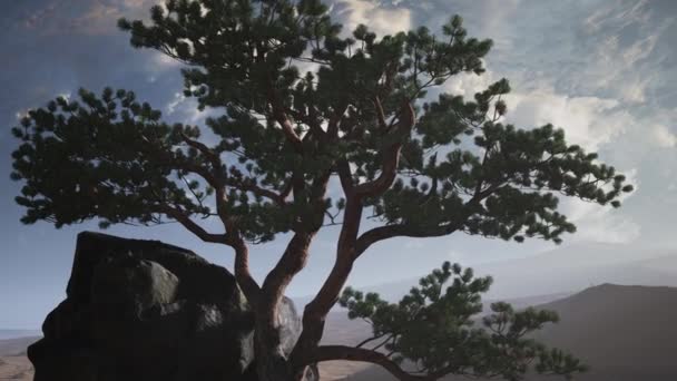 Pine tree in a sand desert — Stock Footage Pine tree in a sand desert Royalty Free Stock Video
