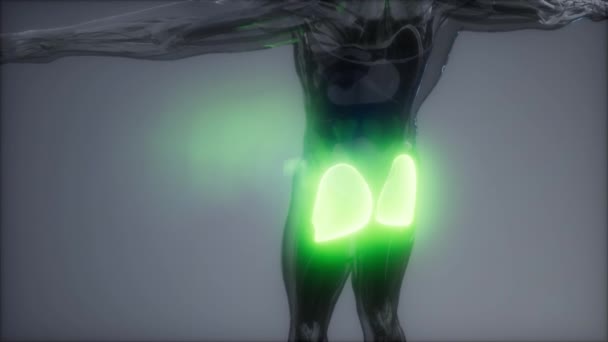 Anatomia de los musculos del gluteo