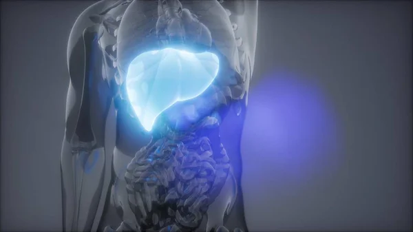 science anatomy scan of human liver glowing