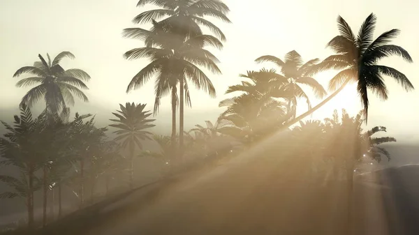 Coco palm trees tropical landscape