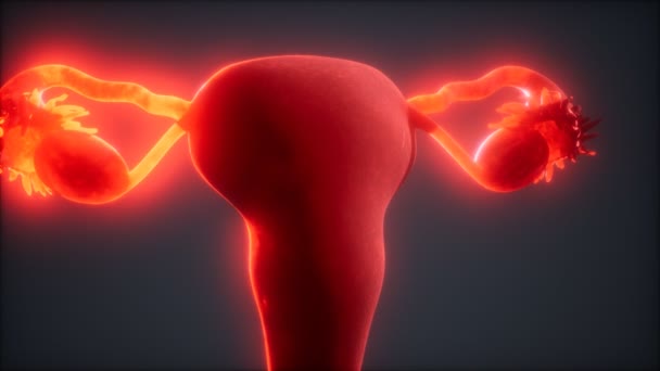 Anatomie ženského reprodukčního systému