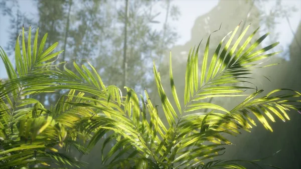 bright light shining through the humid misty fog and jungle leaves, lush green tropical forest