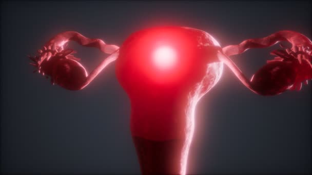 Anatomie ženského reprodukčního systému