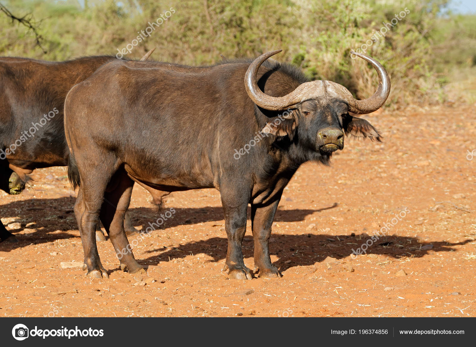 Large Male African Cape Buffalo Syncerus Caffer South Africa Stock by ©EcoPic 196374856