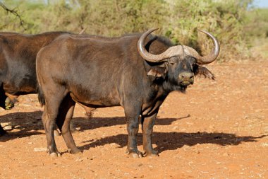 Büyük erkek Afrika veya Cape buffalo (Syncerus caffer), Güney Afrika