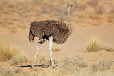 Dişi devekuşu (Struth io camelus) doğal yaşam alanı, Kalahari Çölü, Güney Afrika