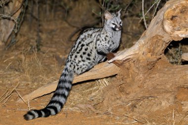Büyük benekli genet (Genetta tigrina) doğal ortamlarında, Güney Afrika