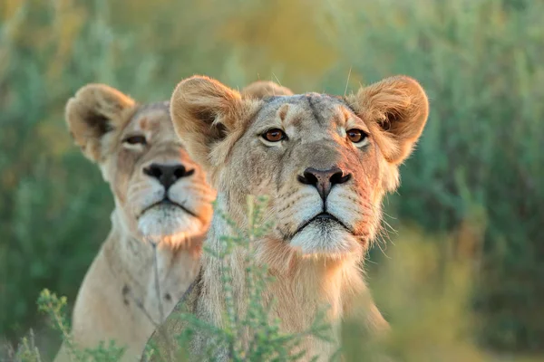 Dikkatle Kalahari Çölü Güney Afrika Arıyorsunuz Bir Uyarı Dişi Aslan — Stok fotoğraf