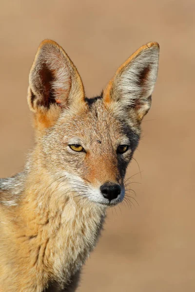 Portre Bir Kara Sırtlı Çakal Canis Mesomelas Kalahari Çölü Güney — Stok fotoğraf