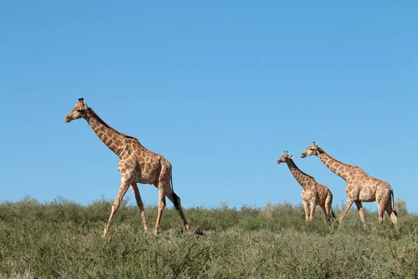Girafas Giraffa Camelopardalis Contra Céu Azul Deserto Kalahari África Sul — Fotografia de Stock