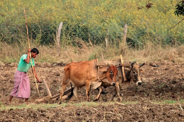 Jabalpur India November 2015 Rural Indian Farmer Plowing His Field — Stock Photo, Image
