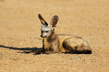 Yarasa kulaklı bir tilki (Otocyon megalotis) doğal yaşam alanı, Kalahari Çölü, Güney Afrika