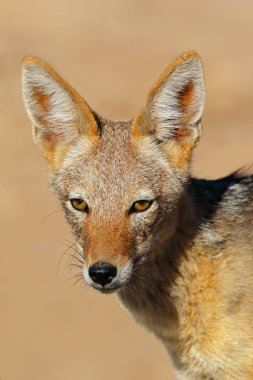 portre, bir kara sırtlı çakal (canis mesomelas), kalahari Çölü, Güney Afrika