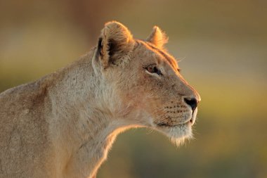 Bir Afrika aslan (Panthera leo), Kalahari Çölü, Güney Afrika portresi