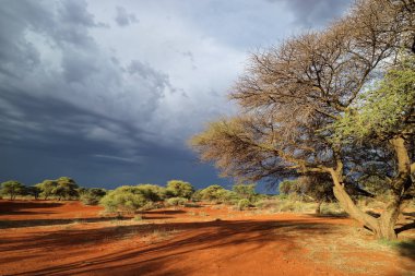 Afrika savanası, yaklaşan bir fırtınanın karanlık gökyüzüne karşı, Güney Afrika