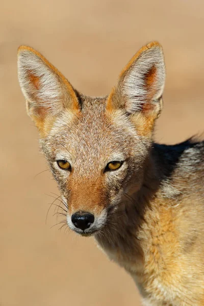 セグロジャッカル Canis Mesomelas カラハリ砂漠 南アフリカ共和国の肖像画 — ストック写真