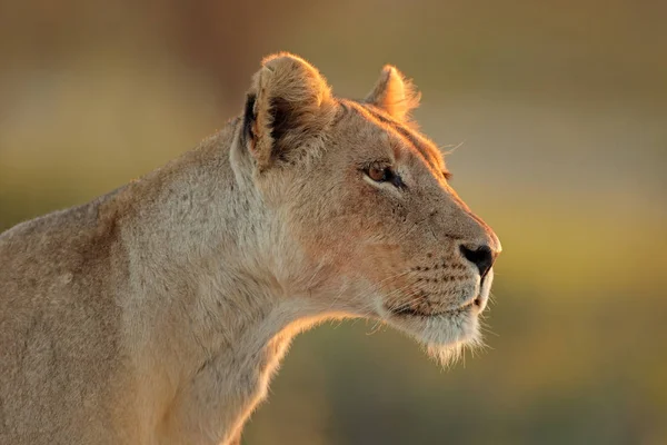 Retrato Uma Leoa Africana Panthera Leo Deserto Kalahari África Sul — Fotografia de Stock