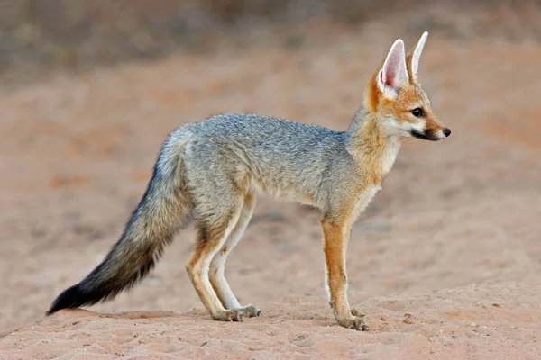 Cape Fox Vulpes Chama Habitat Natural Deserto Kalahari África Sul — Fotografia de Stock