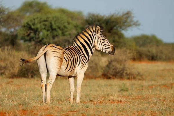 Μια Ζέβρα Πεδιάδες Equus Burchelli Στο Φυσικό Περιβάλλον Νότια Αφρική — Φωτογραφία Αρχείου