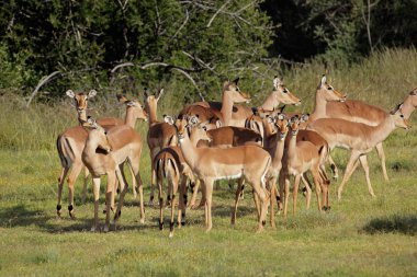 Bir sürüsü Impala antilop (Aepyceros melampus), Güney Afrika
