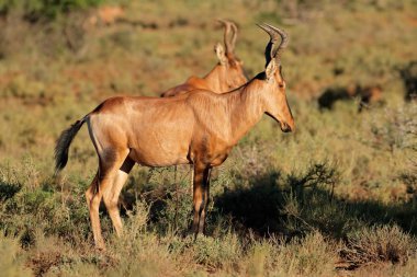 doğal yaşam alanı, Güney Afrika, kırmızı hartebeest antilop (alcelaphus buselaphus)