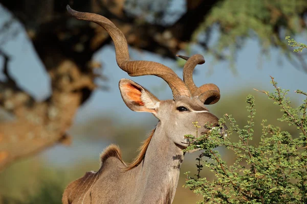 Manliga Kudu Antilop Tragelaphus Strepsiceros Utfodring Naturliga Livsmiljöer Sydafrika — Stockfoto