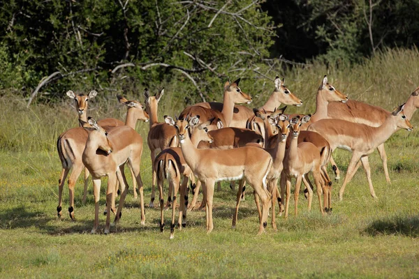 Herd Impala Antelopes Aepyceros Melampus South Africa — Stock Photo, Image