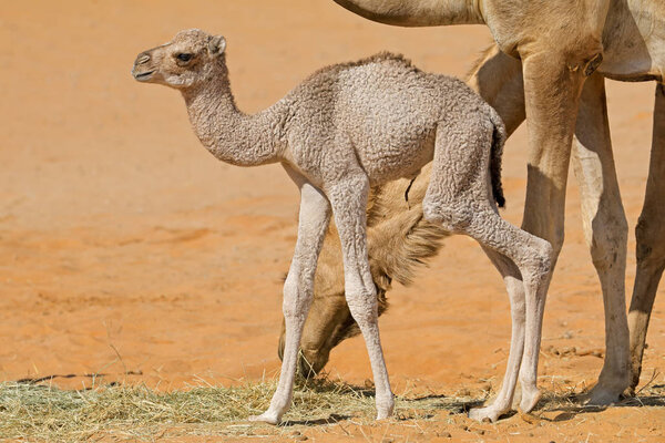 Новорожденный верблюжий теленок с матерью, Аравийский полуостров
