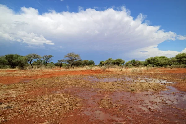 非洲大草原风景在降雨以后 — 图库照片