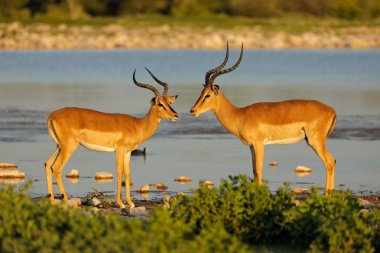 Impala antilop (Aepyceros melampus) bir ziyarette200 etkin Milli Parkı, Namibya