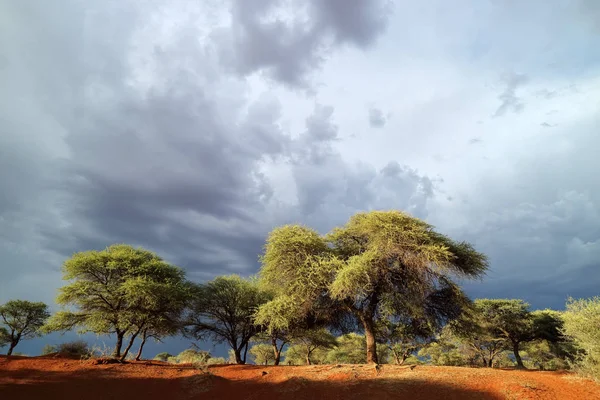 Africká Savana Krajina Proti Tmavé Obloze Blížící Bouře Jižní Afrika — Stock fotografie