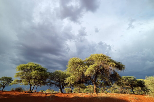 African savannah landscape against a dark sky of an approaching storm, South Africa