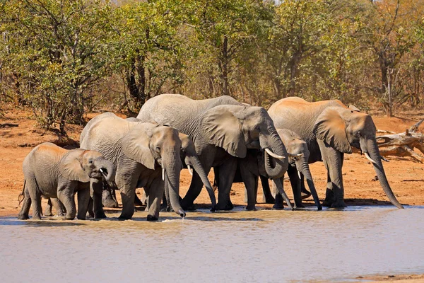 African Elephants Loxodonta Africana Waterhole Kruger National Park South Africa — Stock Photo, Image