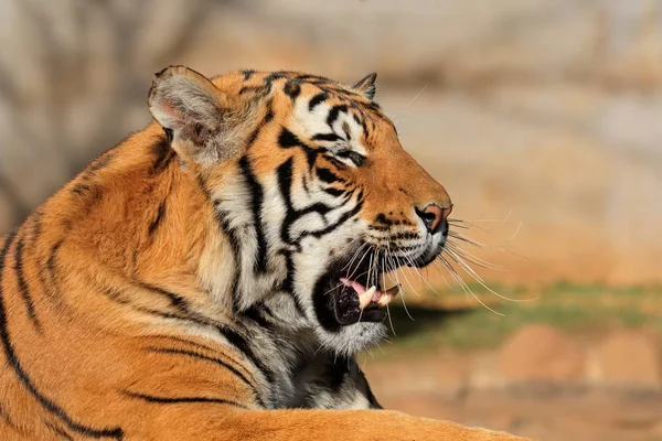 Retrato Tigre Bengala Panthera Tigris Bengalensis — Foto de Stock