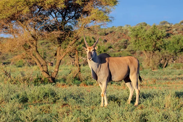 Antílope Terrestre Masculino Tragelaphus Oryx Hábitat Natural Parque Nacional Mokala —  Fotos de Stock