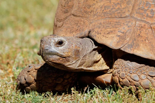 Närbild Sköldpadda Stigmochelys Pardalis Som Kikar Från Sitt Skal Sydafrika — Stockfoto