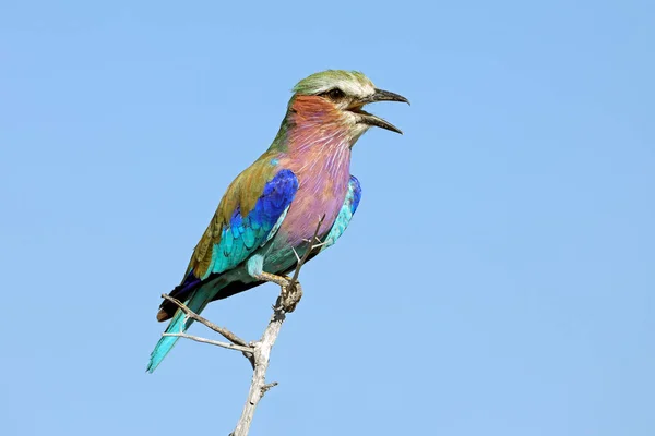 Lilac Breasted Roller Coratias Caudata Perched Branch Blue Sky South — Stock Photo, Image