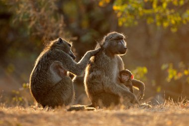 Chacma maymun (Papio ursinus), arkadan aydınlatmalı ailesi Kruger National Park, Güney Afrika