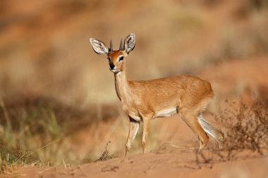 Erkek steenbok antilop (Raphicerus campestris), Kalahari Çölü, Güney Afrika