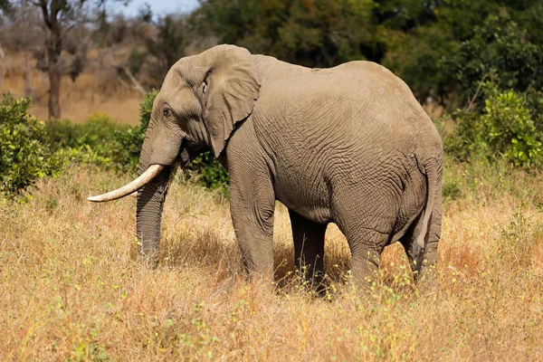 Elefante Toro Africano Grande Loxodonta Africana Parque Nacional Kruger Sudáfrica — Foto de Stock