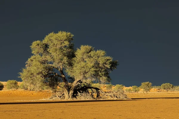 Woestijn Landschap Tegen Een Donkere Hemel Van Een Naderende Storm — Stockfoto