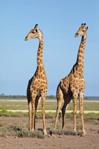 Żyrafy Giraffa Camelopardalis Równinach Parku Narodowego Etosha Namibia — Zdjęcie stockowe