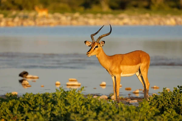 Een Impala Antilope Aepyceros Melampus Bij Een Waterput Etosha National — Stockfoto
