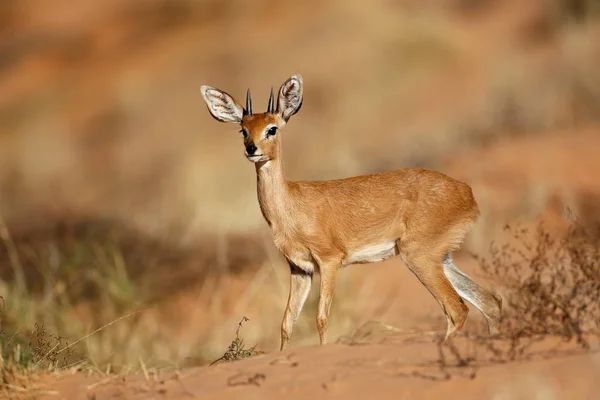 Mannelijke Steenbokantilope Antilope Raphicerus Campestris Kalahari Woestijn Zuid Afrika — Stockfoto