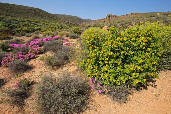 Paysage Fleurs Sauvages Aux Couleurs Vives Namaqualand Cap Nord Afrique — Photo