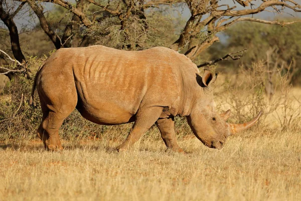 Trubbnoshörning Ceratotherium Simum Som Betar Naturliga Livsmiljö Sydafrika — Stockfoto