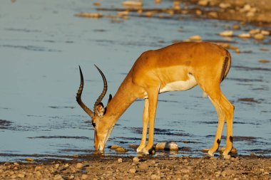 An impala antelope (Aepyceros melampus) at a waterhole, Etosha National Park, Namibia clipart