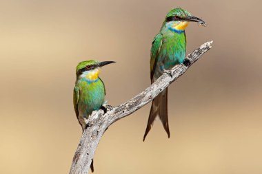 Swallow-tailed bee-eaters (arı kuşu hirundineus) tünemiş bir dal, Güney Afrika