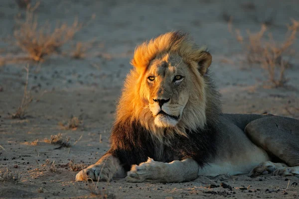Wielki Samiec Lwa Afrykańskiego Panthera Leo Wczesnym Świcie Pustynia Kalahari — Zdjęcie stockowe